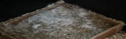 Continental Giant rabbits for sale: Worlds Biggest Bunnies  - Advert 3