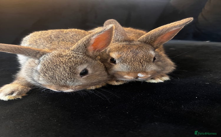 Mixed Breed rabbits - Advert 4