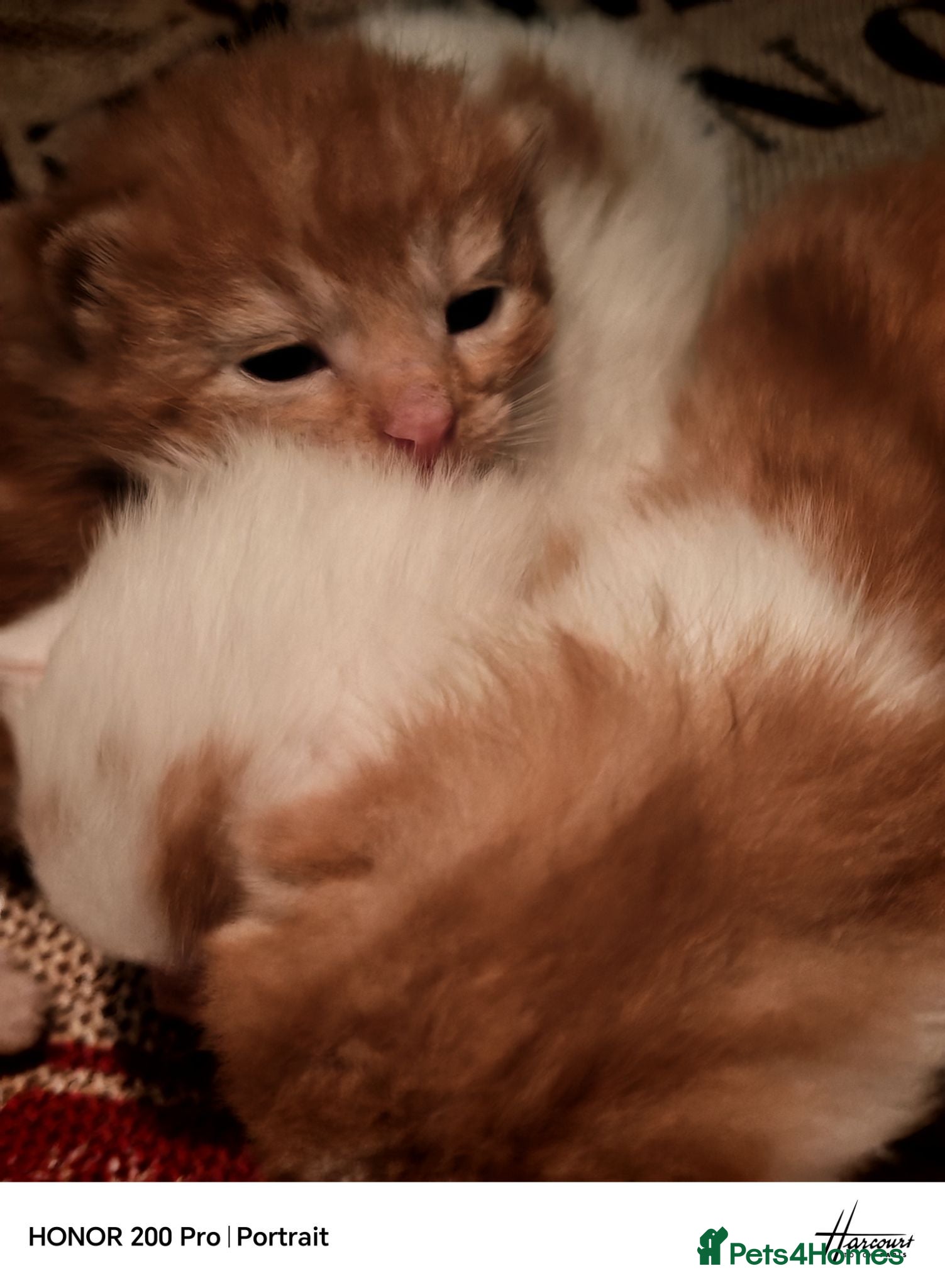 Maine Coon cats Maine coon Mix  - Advert 9