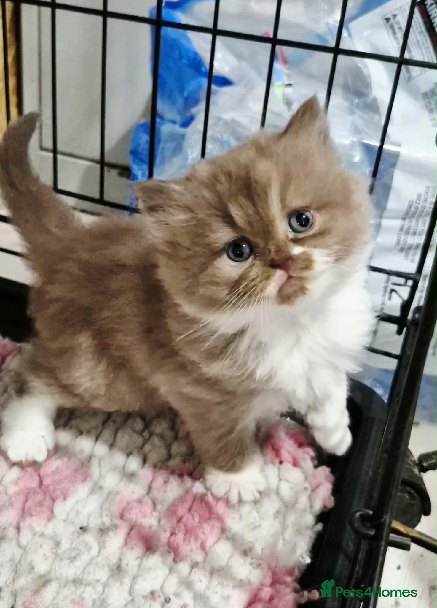 British Longhair cats GCCF REG, British Longhairs. - Advert 1