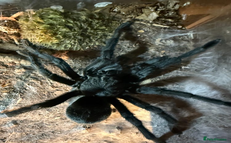 Tarantulas invertebrates - Advert 11