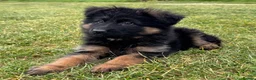 German Shepherd dogs for sale: German Shepherd female KC Reg  - Advert 6