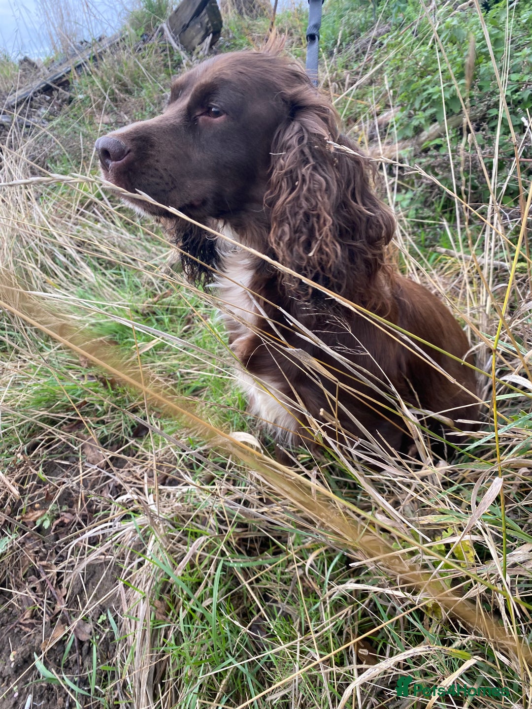 Mixed Breed dogs for sale: American x working cocker spaniel - Advert 10