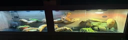 Iguana reptiles for sale: Green iguana 11 months old plus set up - Advert 4