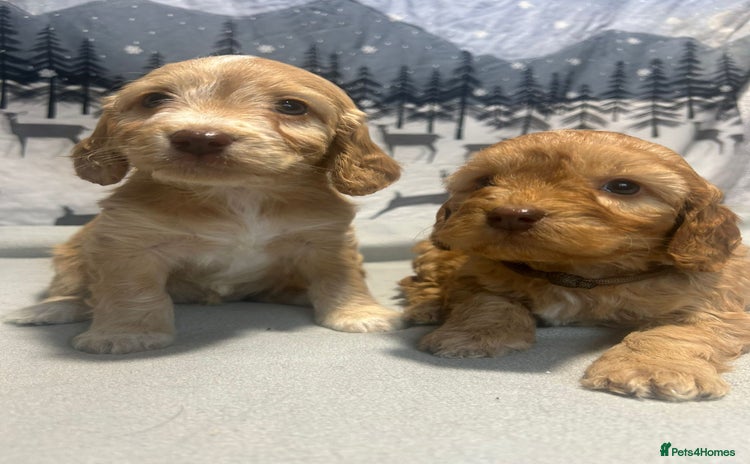 Cockapoo dogs - Advert 1