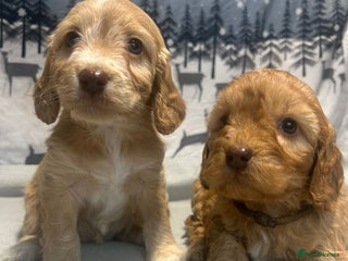 Cockapoo dogs - Advert 6