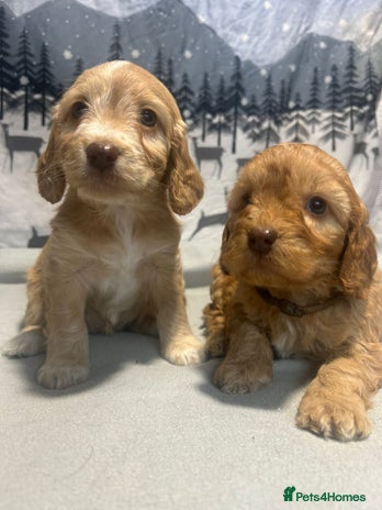 Cockapoo dogs - Advert 1