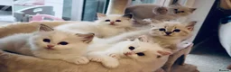 Ragdoll cats for sale: Pedigree show quality kitten Ragdolls 💝 - Advert 10