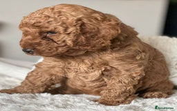 Cockapoo dogs for sale: Beautiful F1B Cockapoo Boys **1 Boy Now Reserved** - Image 3