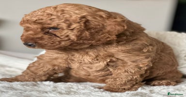 Cockapoo dogs - Advert 11