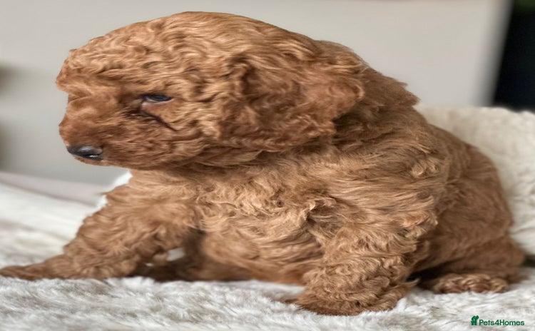 Cockapoo dogs - Advert 15