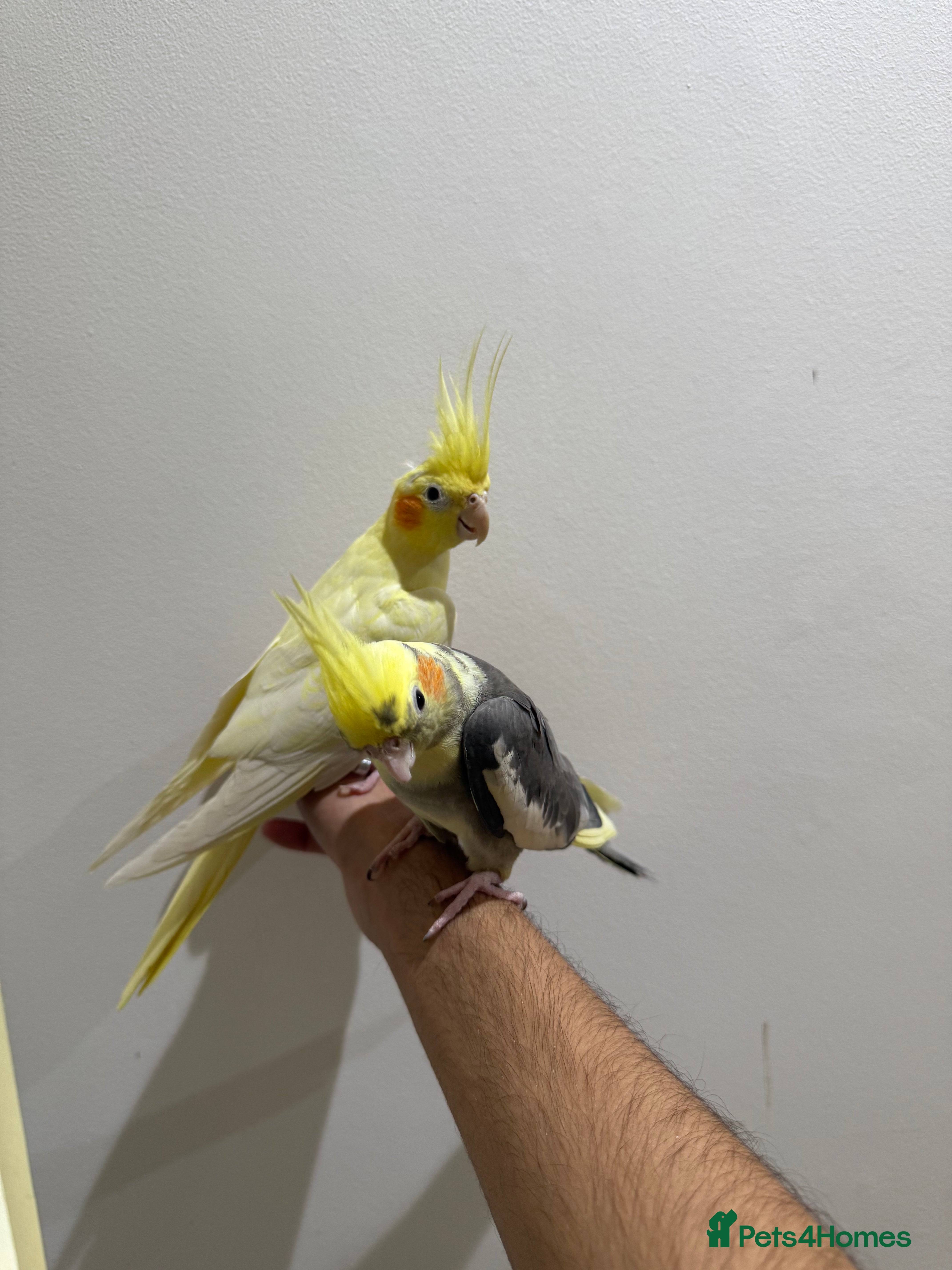 Cockatiels birds Tamed breeding pair with cage  - Advert 1