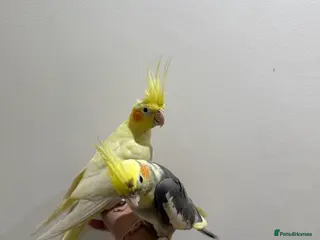 Cockatiels birds Tamed breeding pair with cage - Advert 1