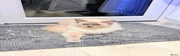 Ragdoll cats for sale: Kiki  - Advert 4