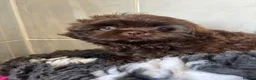 Shih Tzu dogs for sale: 💕Stunning Chocolate Shih Tzu💕 - Advert 22