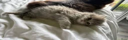 British Shorthair cats for sale: Luxury British Longhair | Blue Tipped tabby - Advert 2
