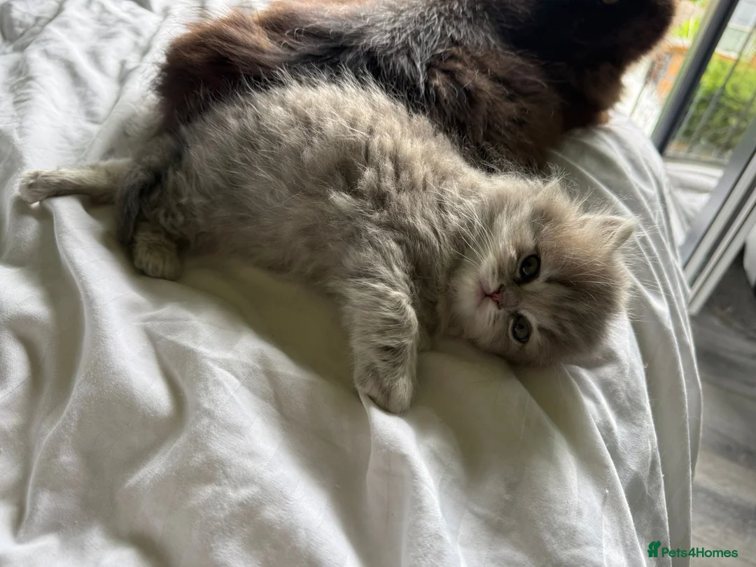 British Shorthair cats for sale: Luxury British Longhair | Blue Tipped tabby - Advert 2