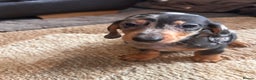 Miniature Dachshund dogs for sale: Dachshund puppies boys and girls ready now - Advert 6
