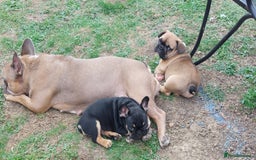 French Bulldog dogs for sale: BINGO  - Image 5