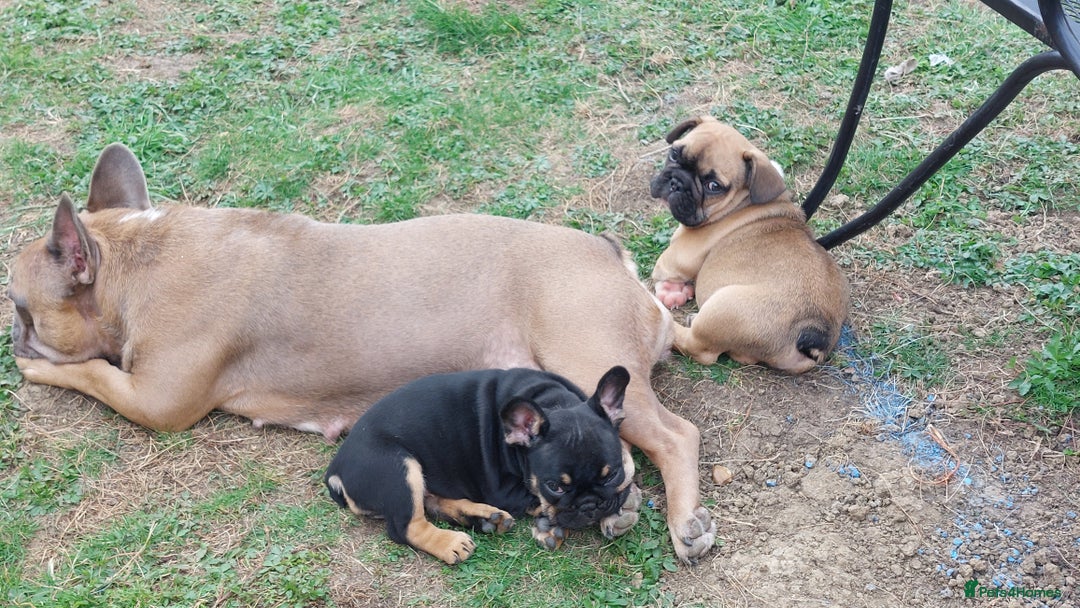 French Bulldog dogs for sale: BINGO  - Image 5