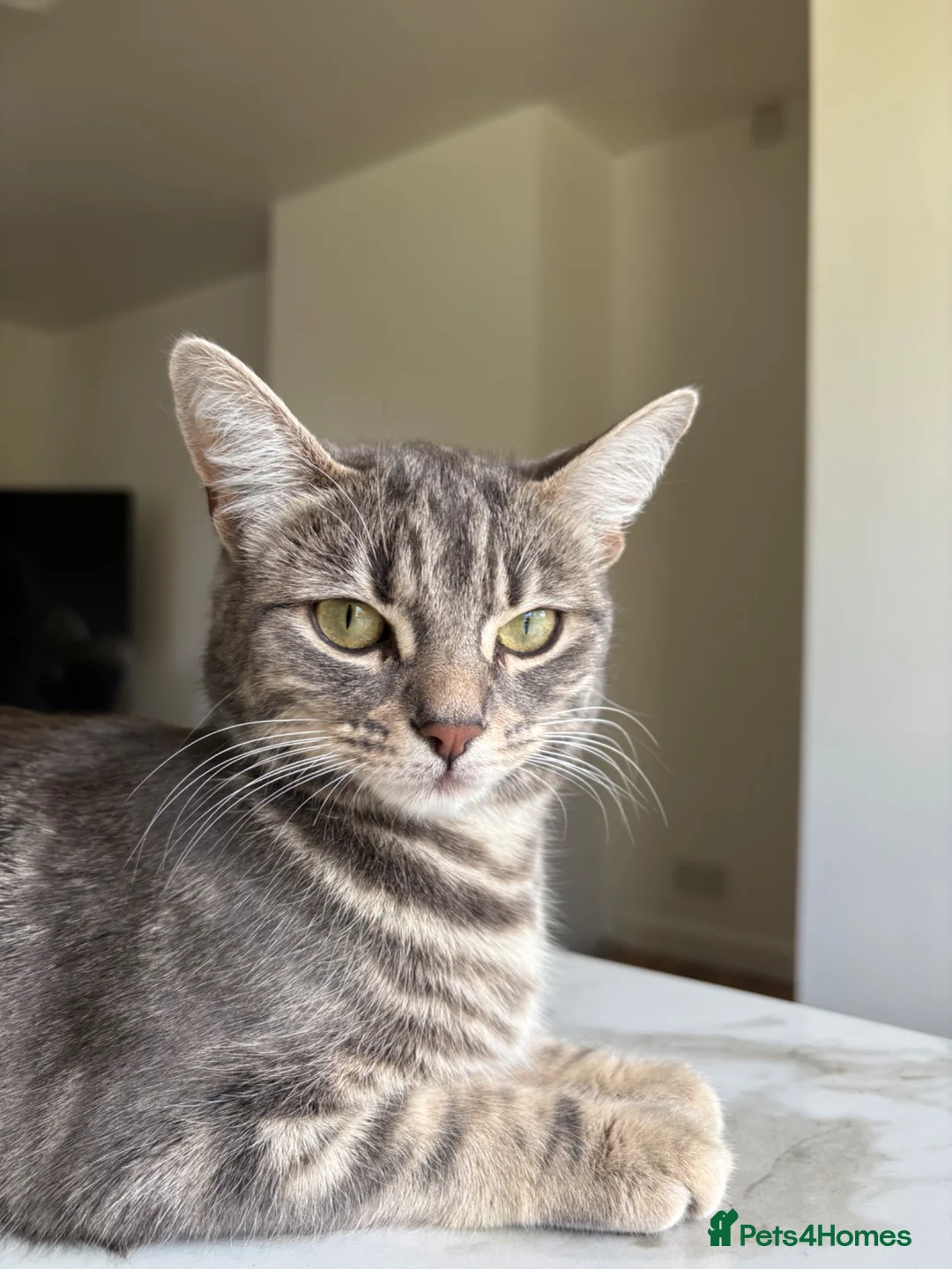 British Shorthair cats for sale: Kittens are ready for a good loving home  in Winchester - Advert 3
