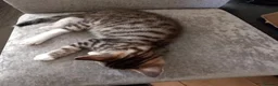Mixed Breed cats for sale: Kittens ready for their forever homes tabby bengal - Advert 6