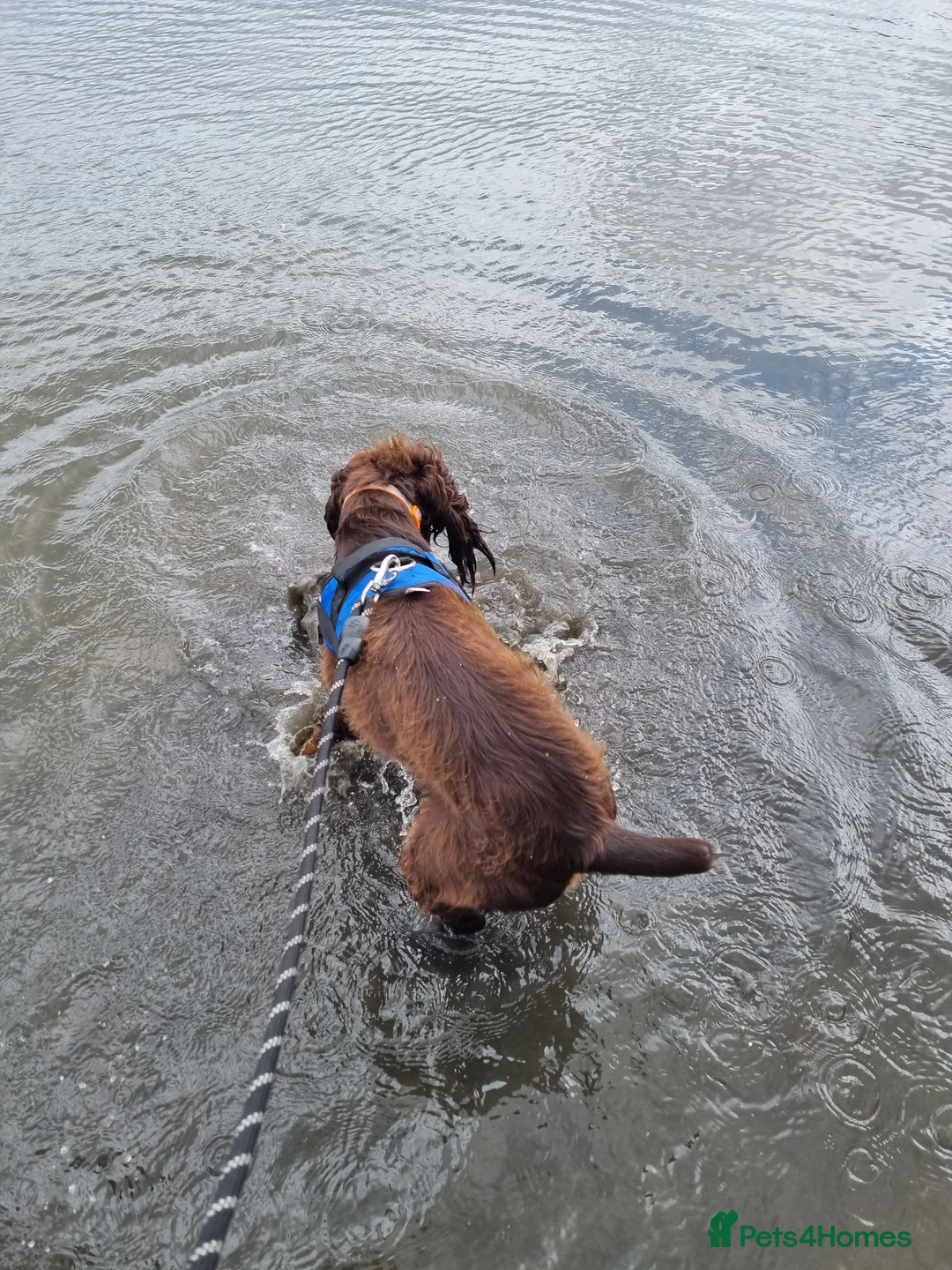 Cocker Spaniel dogs for sale: Springer spaniel - Advert 6