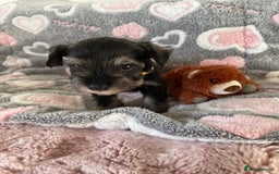 Miniature Schnauzer dogs for sale: Beautiful KC miniature Schnauzers  - Advert 8