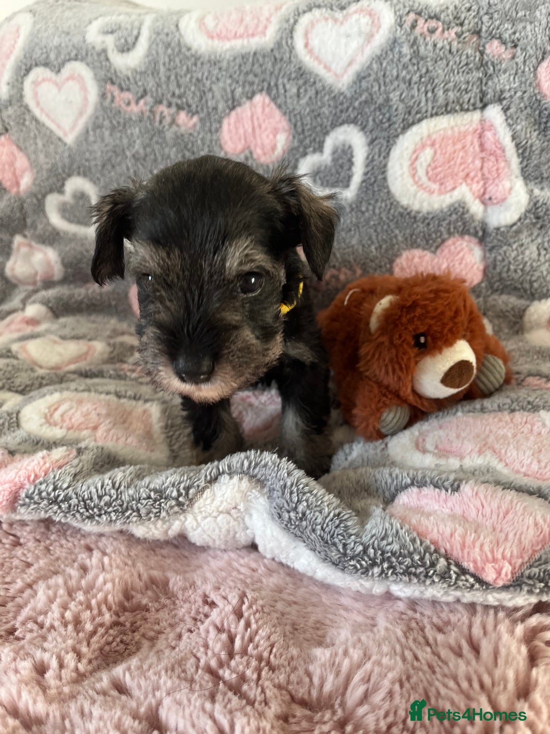 Miniature Schnauzer dogs for sale: Beautiful KC miniature Schnauzers  - Advert 8