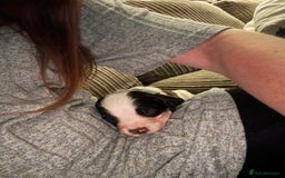 English Springer Spaniel dogs for sale: Springer spaniel pups READY NEXT WEEK - Advert 21