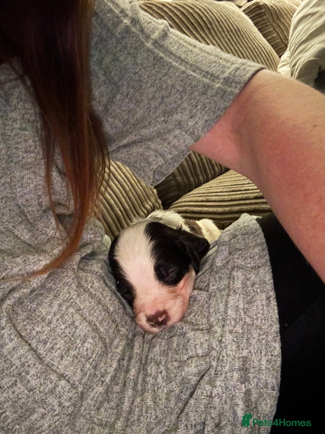 English Springer Spaniel dogs for sale: Springer spaniel pups READY NEXT WEEK - Advert 21