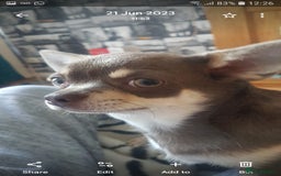 Chihuahua dogs for sale: 3 years old girl - Image 1