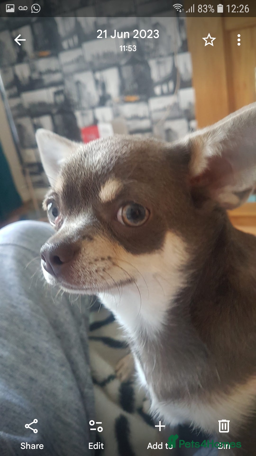 Chihuahua dogs for sale: 3 years old girl - Image 1