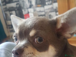 Chihuahua dogs - Advert 18