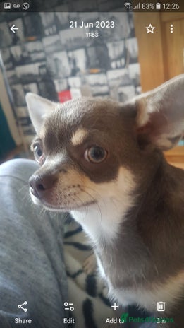 Chihuahua dogs - Advert 5