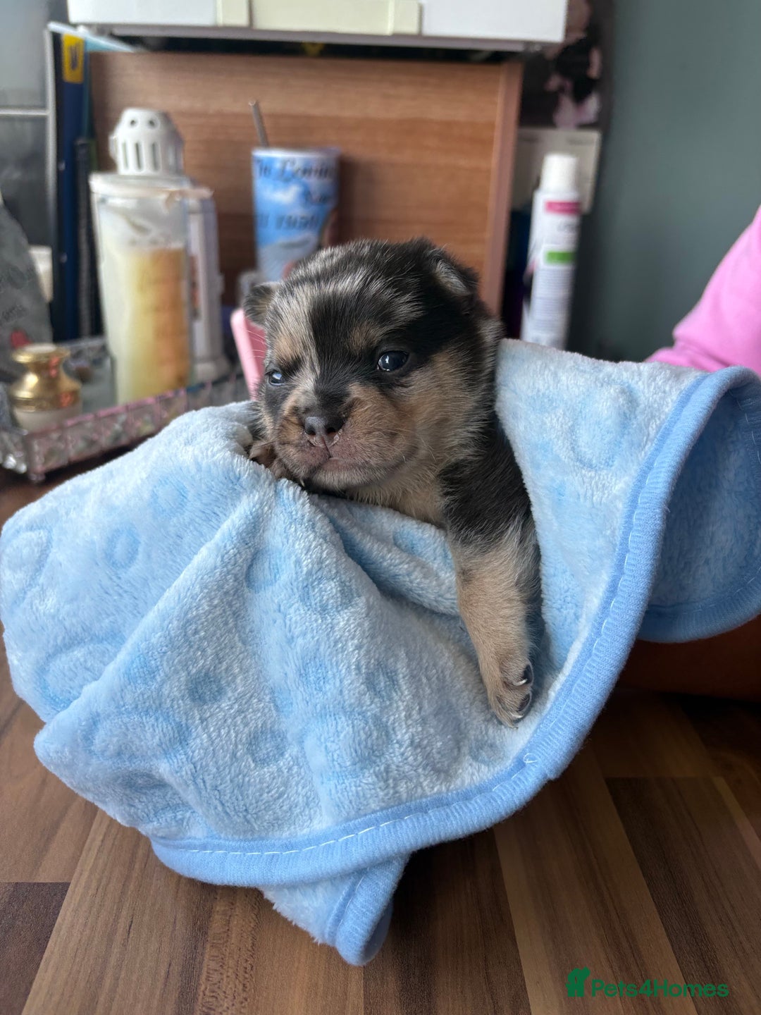 Mixed Breed dogs for sale: FrenchieXPomeranian  - Image 1