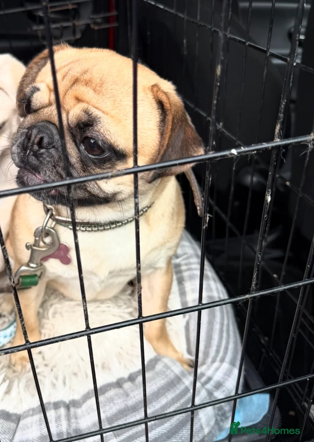 Pug dogs for sale: 3 beautiful pug puppies - Advert 1