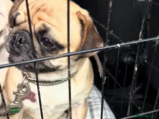 Pug dogs 3 beautiful pug puppies - Advert 1