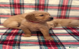 Golden Retriever dogs for sale: KC Registered Golden Retrievers puppies. - Image 17
