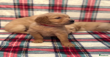 Golden Retriever dogs - Advert 2