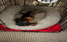 Miniature Dachshund dogs for sale: Lenny  - Image 5