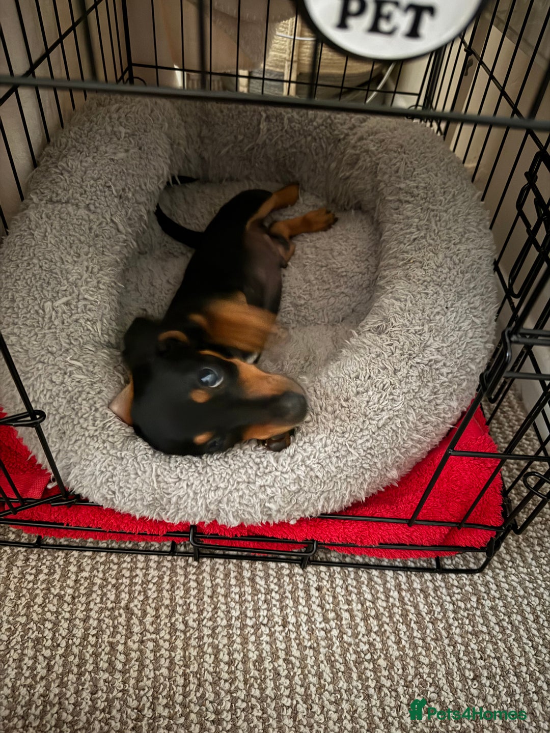 Miniature Dachshund dogs for sale: Lenny  - Image 5