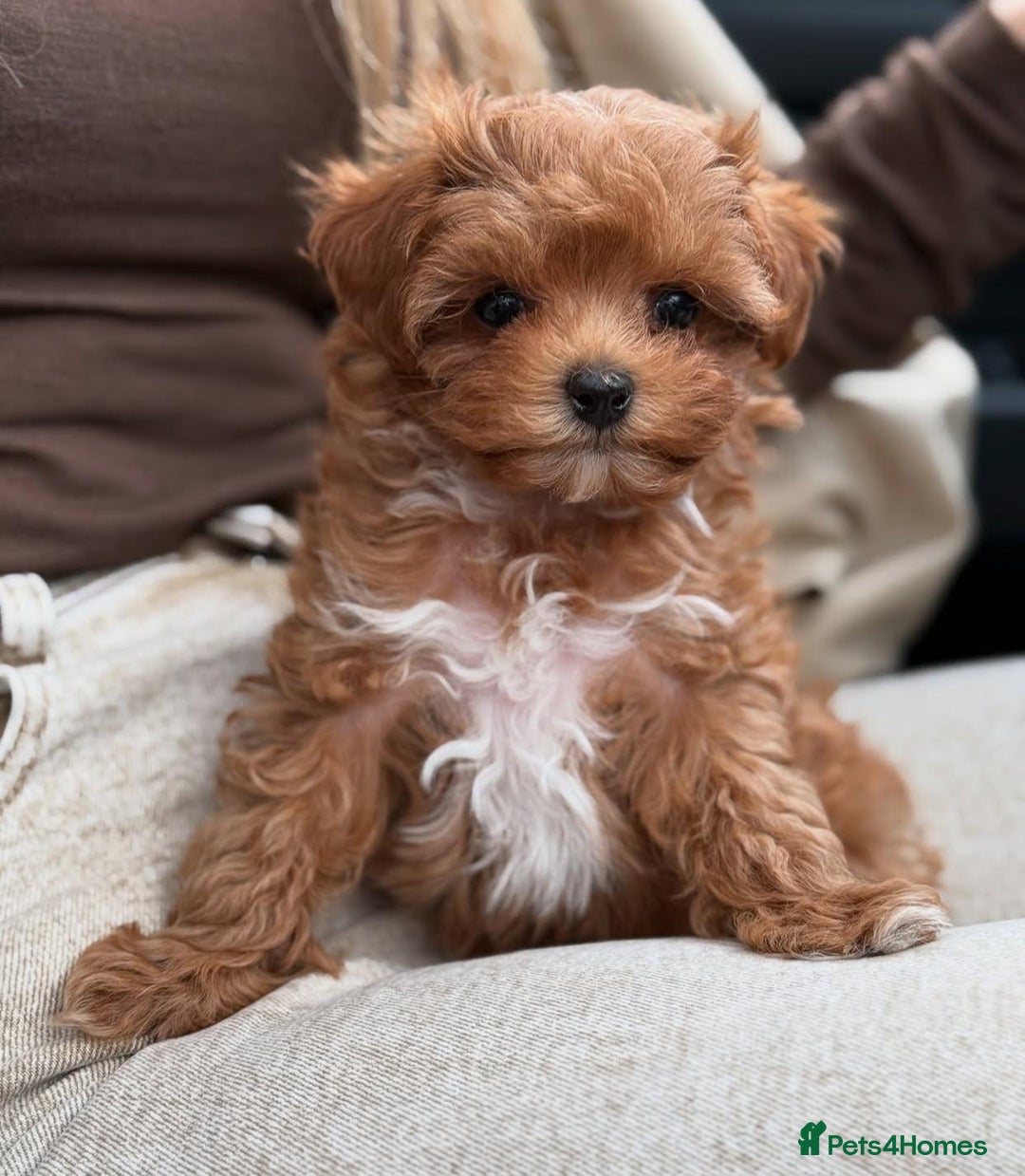 Maltipoo dogs for sale: Beautiful Toy Maltipoo Puppies - Image 7