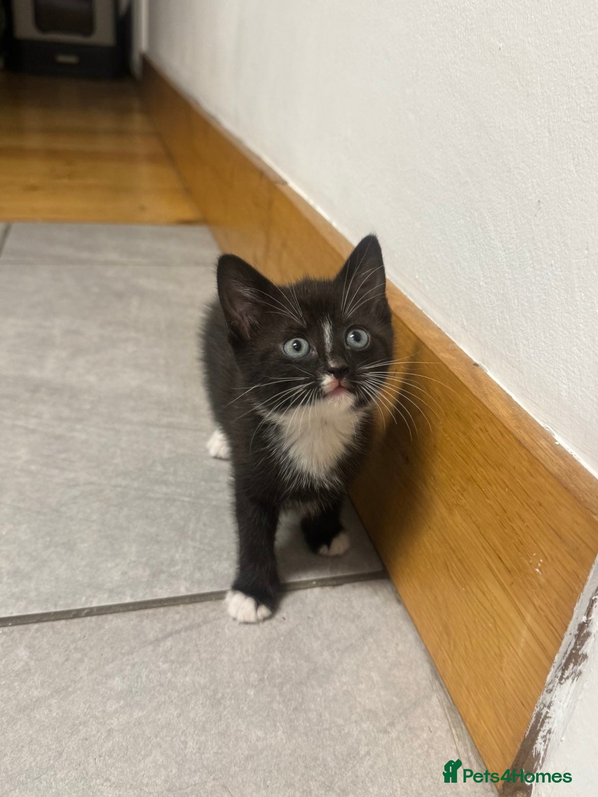 Mixed Breed cats Kitten - Advert 1