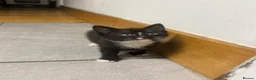Mixed Breed cats for sale: Kittens - Advert 4