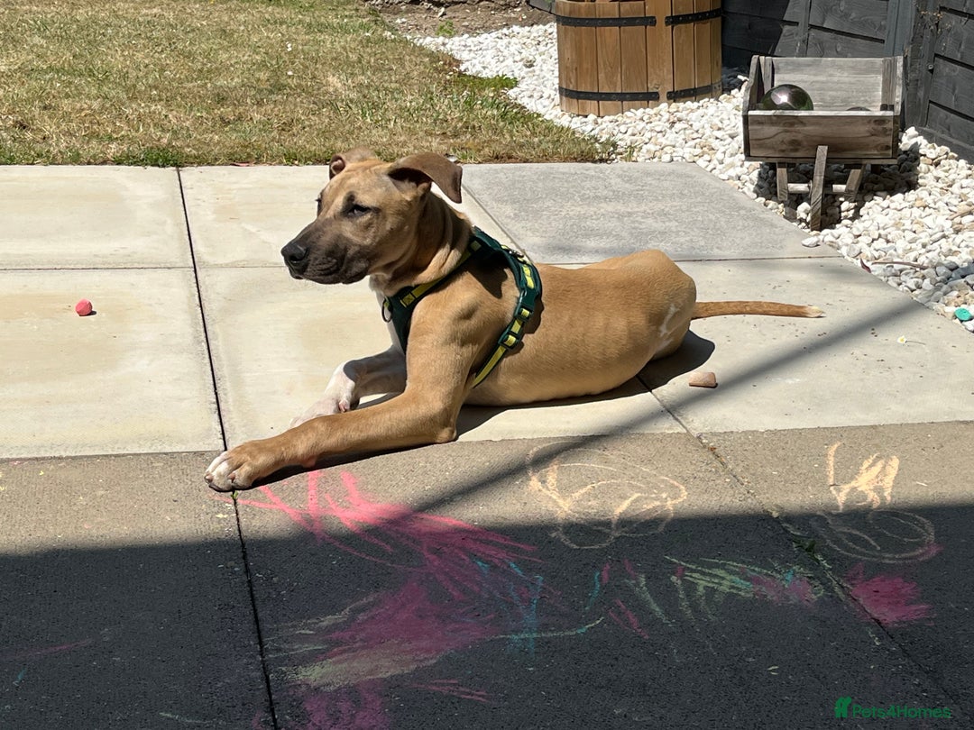 Mixed Breed dogs for sale: 2 8 month old bullmastiff lurcher - Image 1