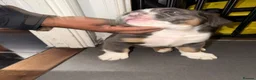 Olde English Bulldogge dogs for sale: Blue tri olde English bulldog fluffy - Advert 3