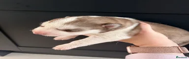 Siberian Husky 2