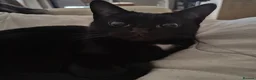 Domestic Shorthair cats for sale: Bonded pair of indoor girl cats - together only - Advert 12
