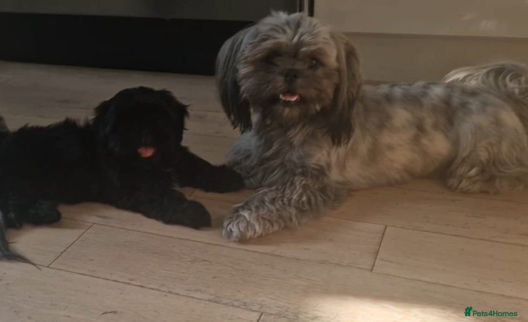 Shih Tzu dogs for sale: Imperial Shih tzu Pupps💙 Ready to leave!  - Image 2